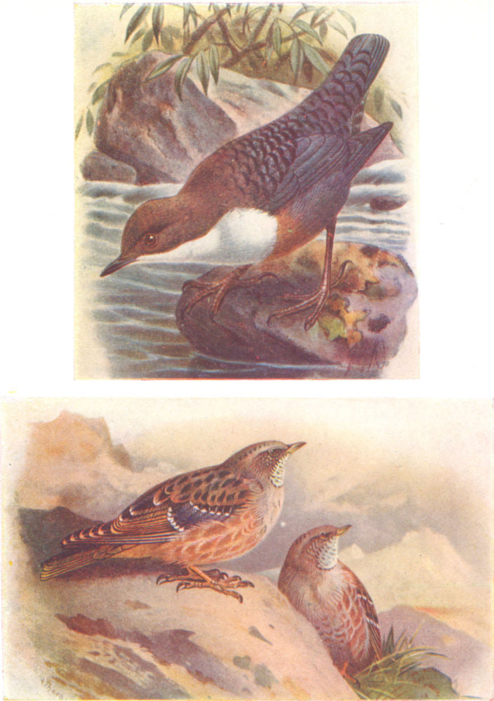 BRITISH BIRDS. Dipper; Alpine Accentor. THORBURN 1925 old vintage print